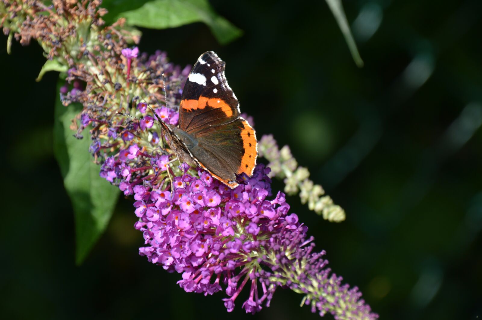 Nikon D3200 sample photo. Nature, lilac, butterfly photography