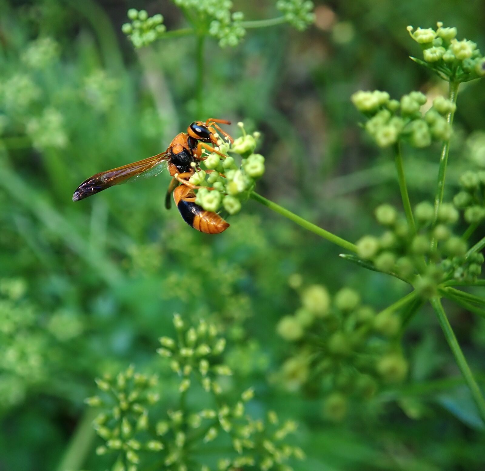 Olympus TG-5 sample photo. Wasp, insect, garden photography