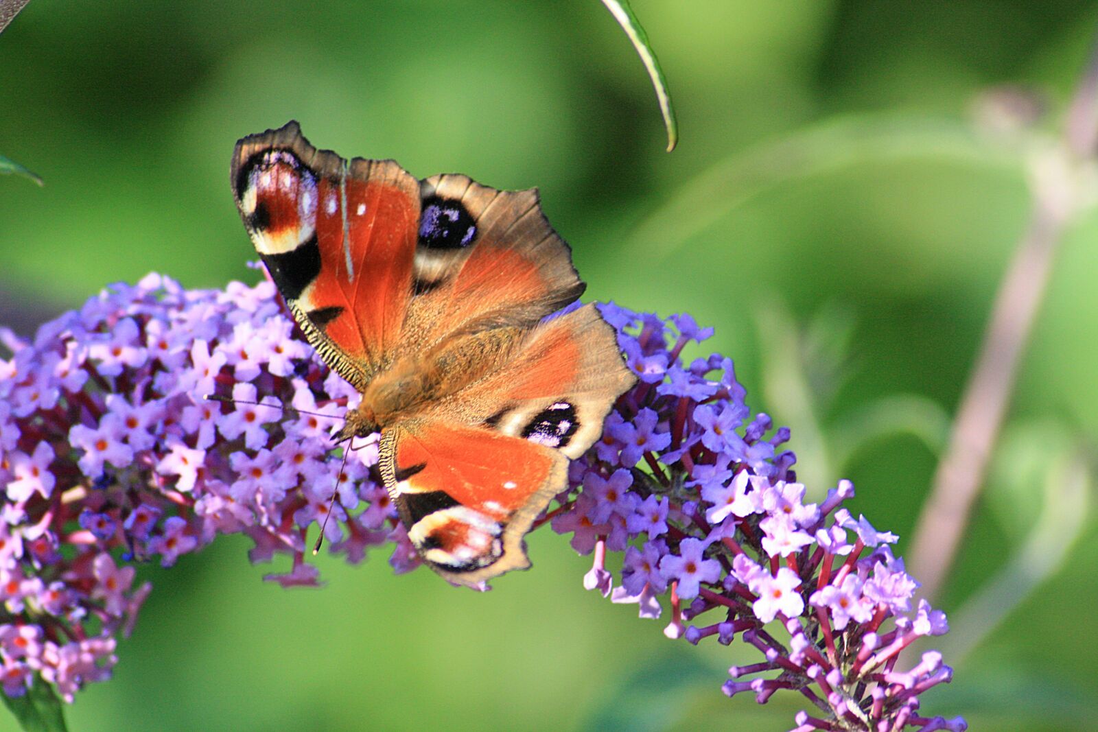 Canon EOS 1000D (EOS Digital Rebel XS / EOS Kiss F) sample photo. Butterfly, flowers, flora photography