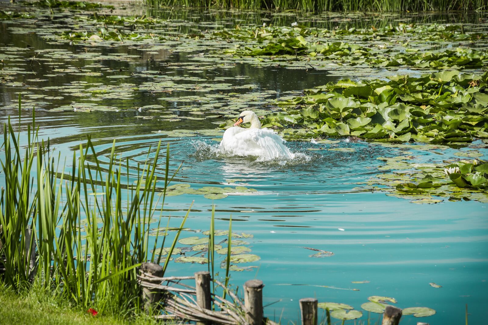 Nikon D750 sample photo. Swan, swans, white photography