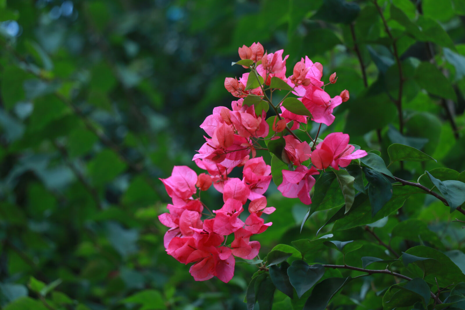 Canon EOS 760D (EOS Rebel T6s / EOS 8000D) sample photo