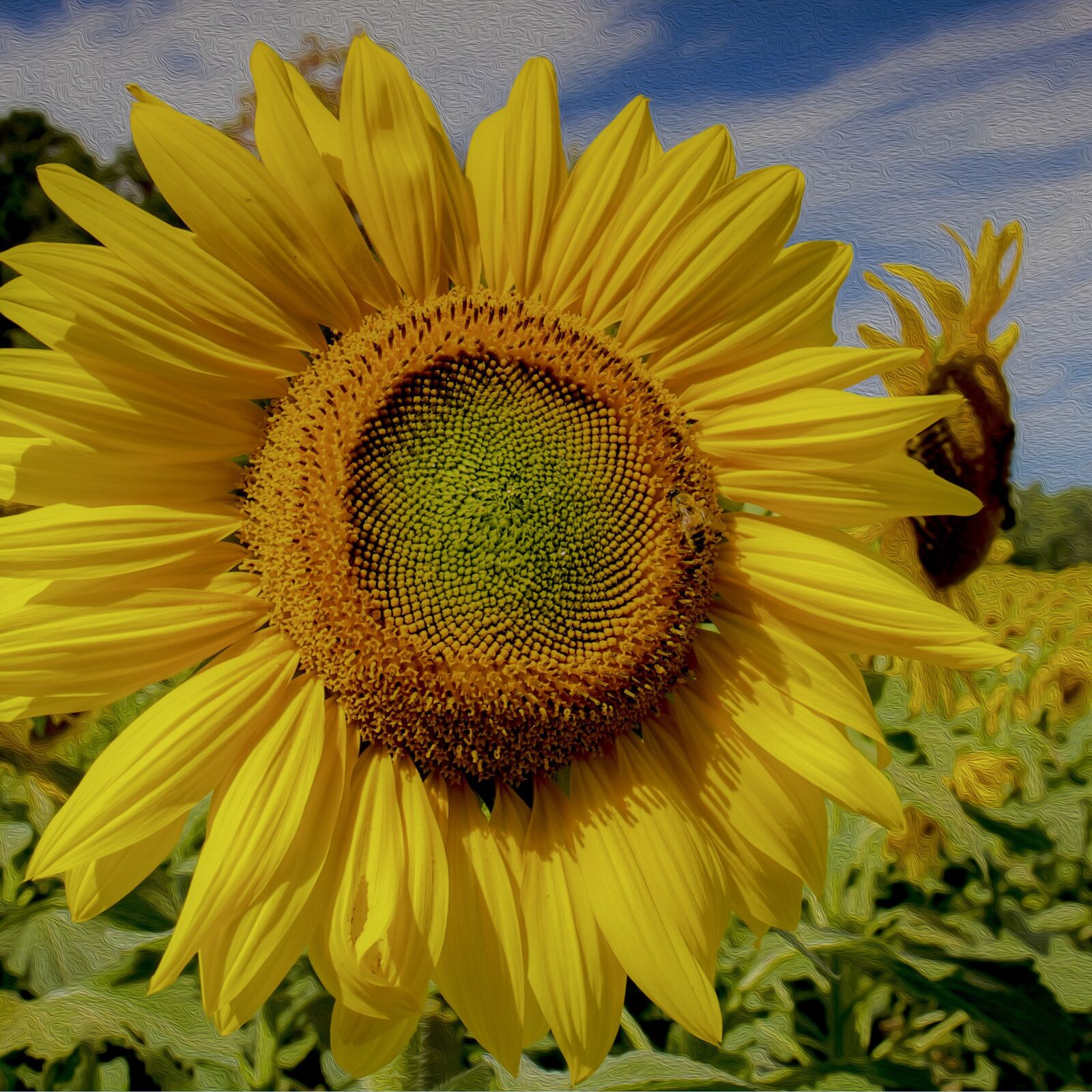 Canon EF 24-70mm F4L IS USM sample photo. Sunflower, yellow, summer photography