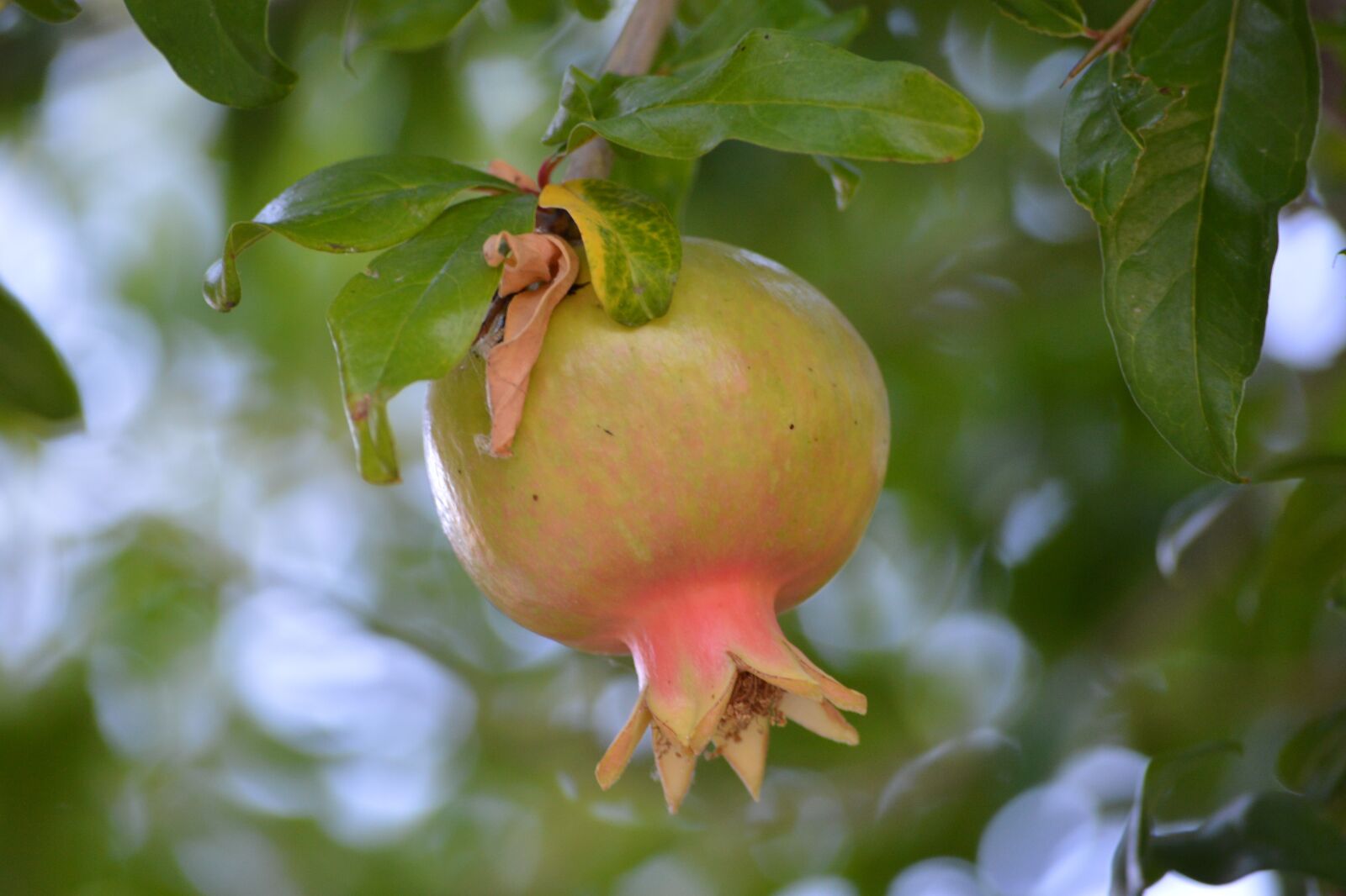 Nikon D3200 sample photo. Pomegranate, fruit, tree photography