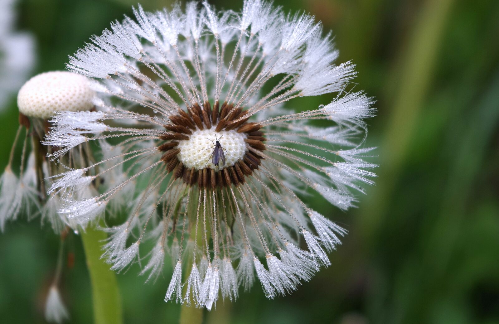 Pentax K-30 sample photo. Dandelion, morgentau, insect photography