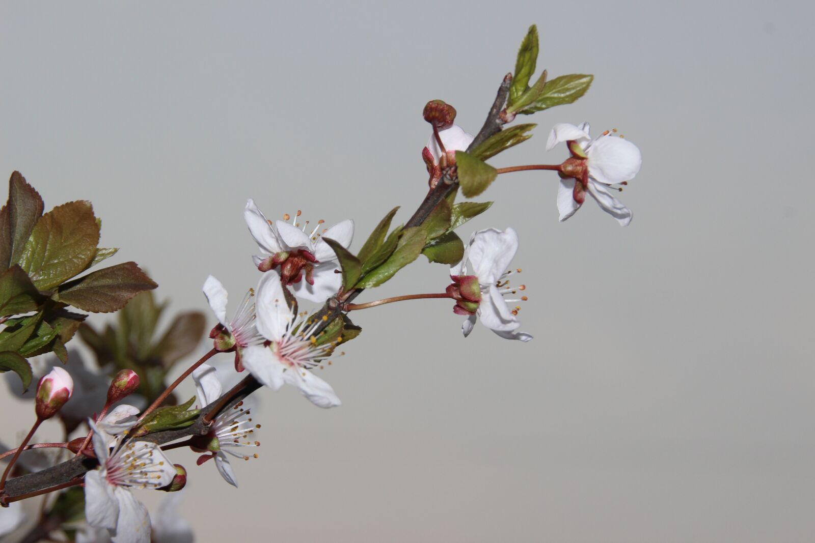 Canon EOS 600D (Rebel EOS T3i / EOS Kiss X5) sample photo. Flower, summer, plant photography