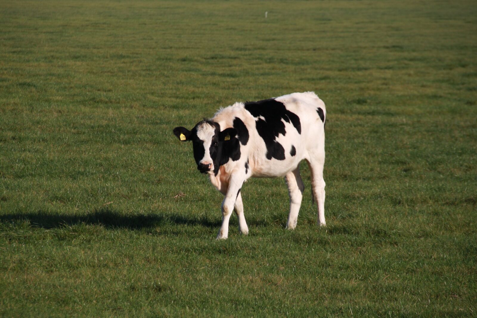 Canon EOS 500D (EOS Rebel T1i / EOS Kiss X3) sample photo. Cow, animal, farm photography
