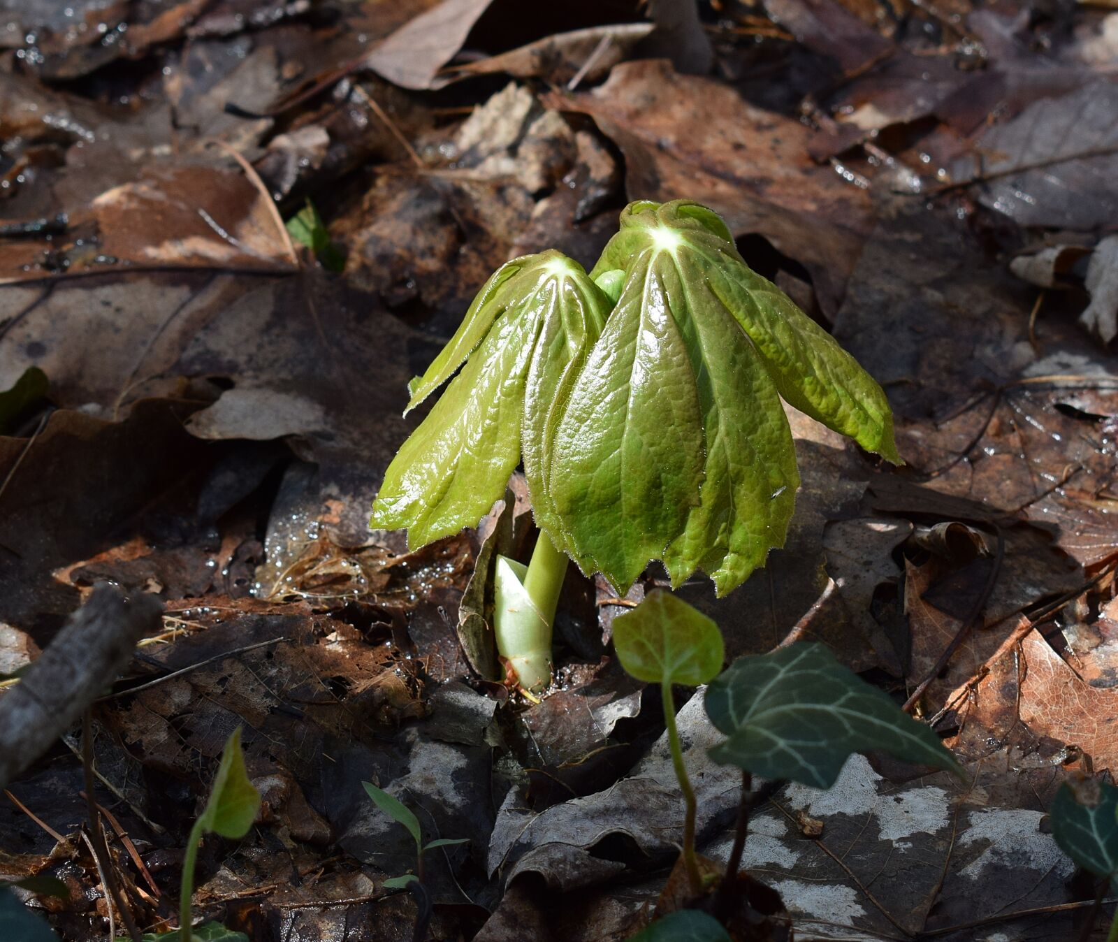 Nikon D3300 sample photo. May apple plant emerging photography
