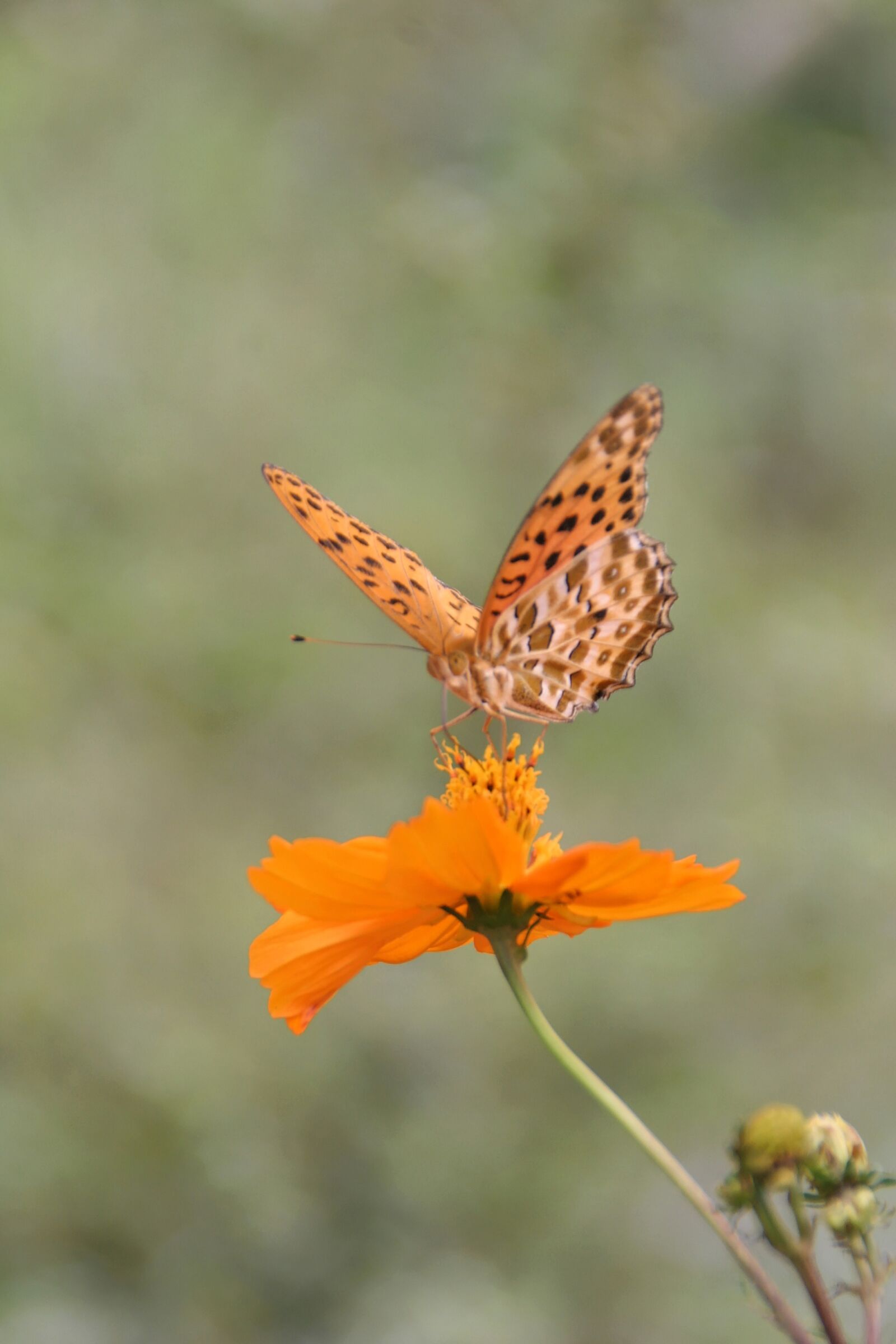 Canon EOS 10D sample photo. Butterfly, orange, tropics butterfly photography