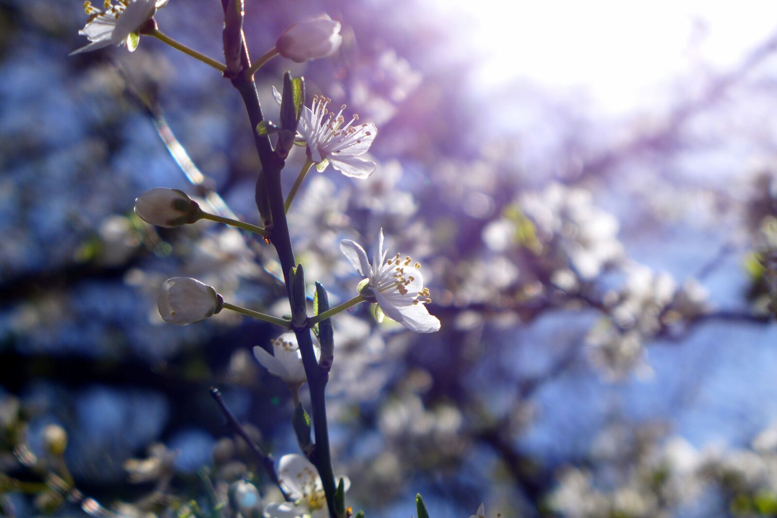 Panasonic Lumix DMC-LX7 sample photo. Cherry blossoms, spring, sun photography