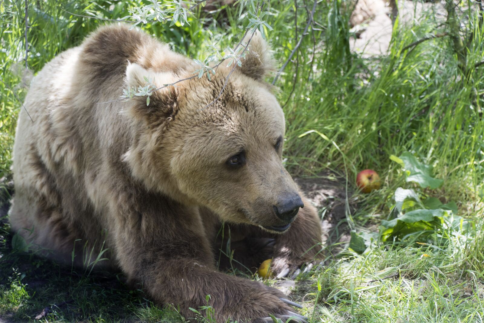 Nikon D7100 sample photo. Beast, bear, hairy photography