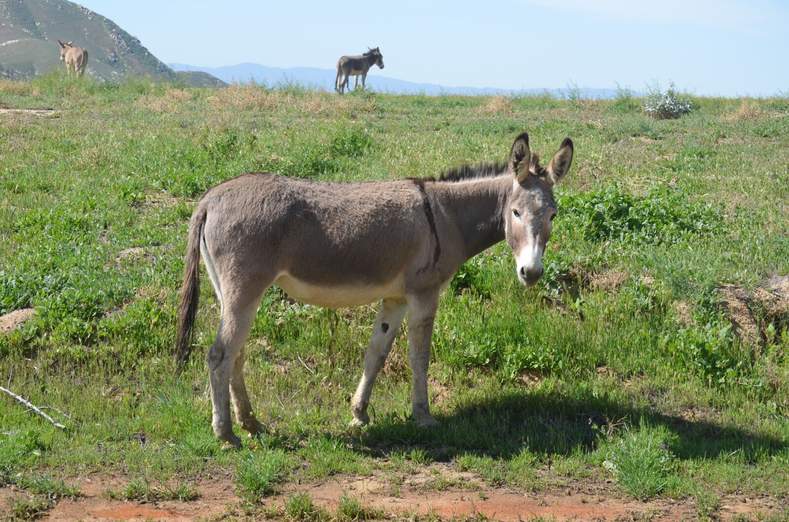 Nikon D5100 sample photo. Wild burro, grass, animal photography