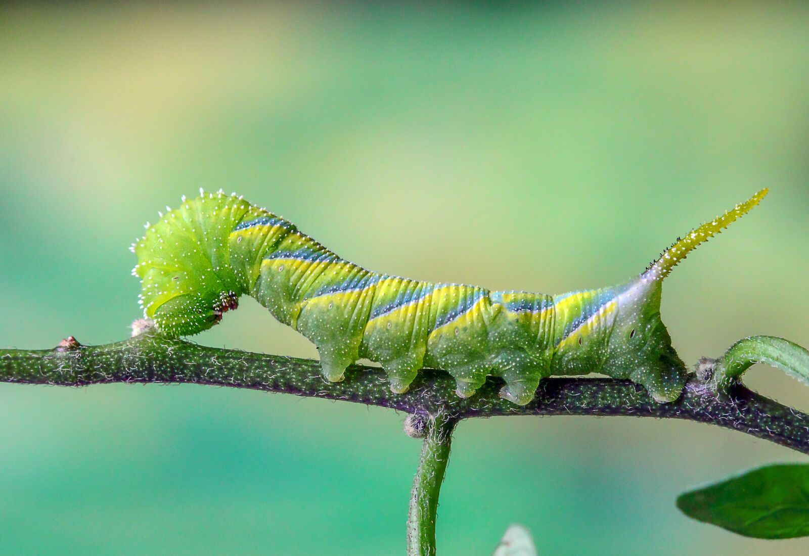 Canon EOS 500D (EOS Rebel T1i / EOS Kiss X3) sample photo. Deaths head hawk-moth, caterpillar photography