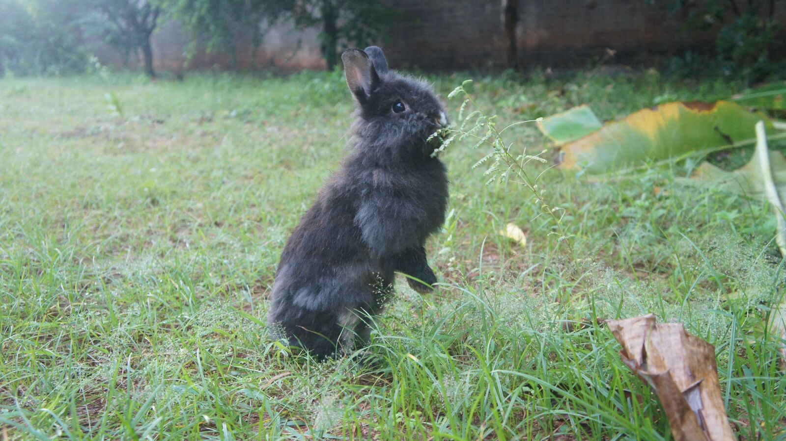 Sony Alpha NEX-C3 sample photo. Rabbit, field, animal photography