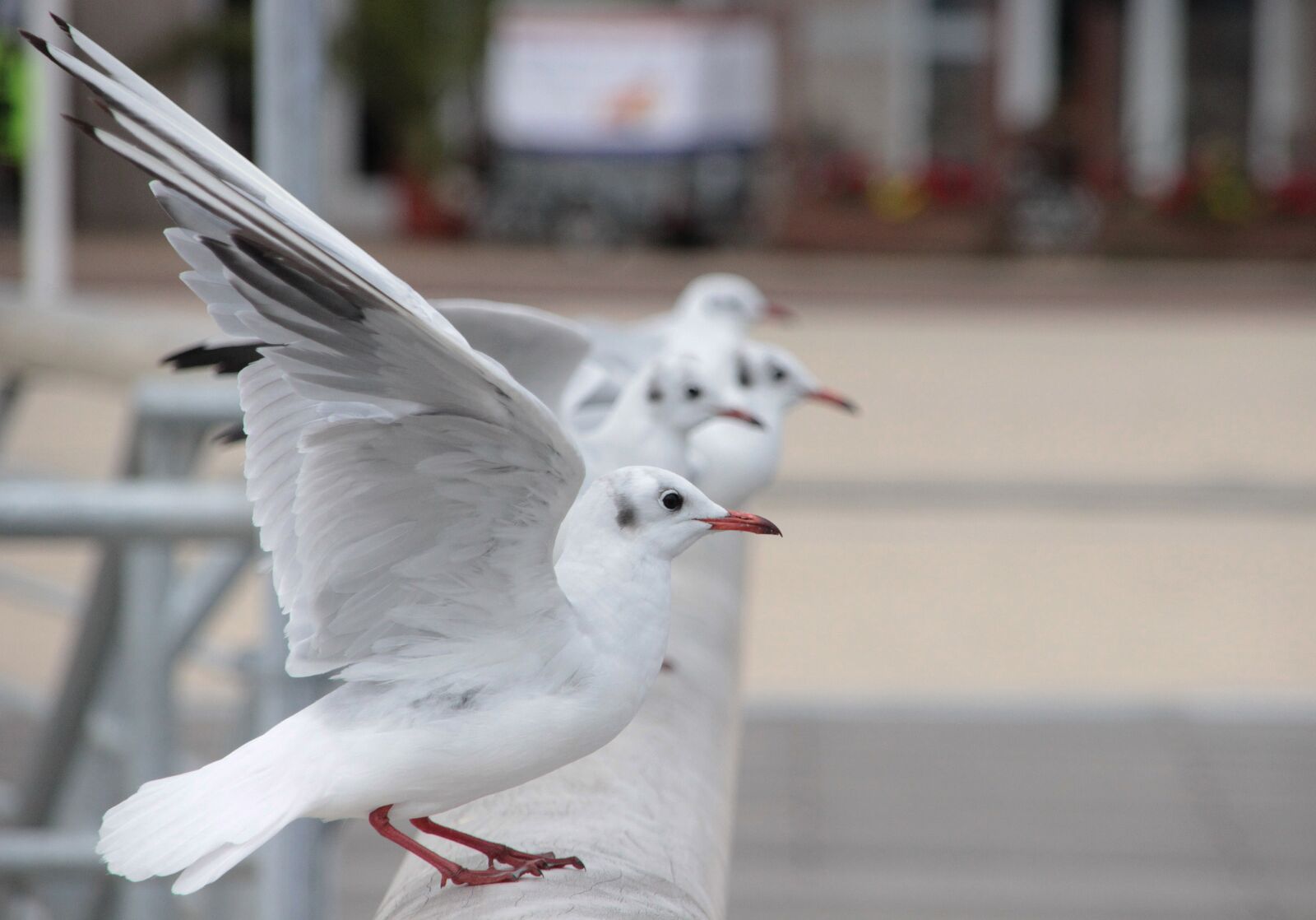 Canon EOS 600D (Rebel EOS T3i / EOS Kiss X5) sample photo. Seagull, baltic sea, sea photography