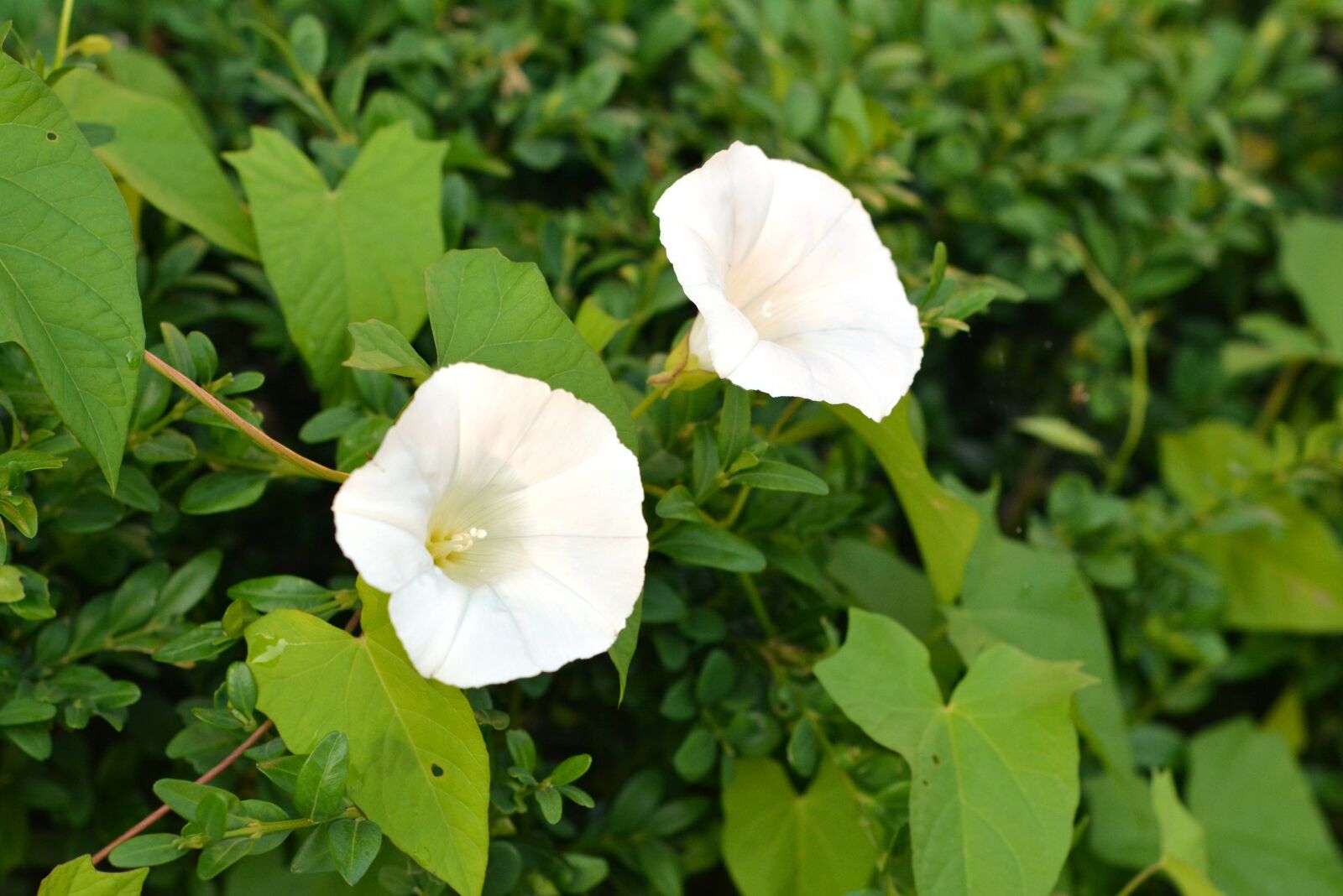 Nikon D5200 sample photo. Bindweed, yunki, white photography