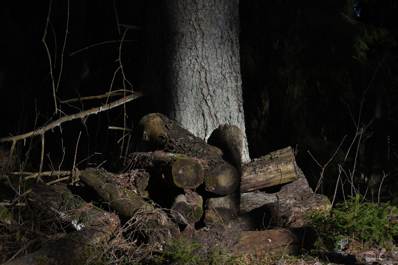 Nikon D7500 sample photo. Wood, tree, nature photography