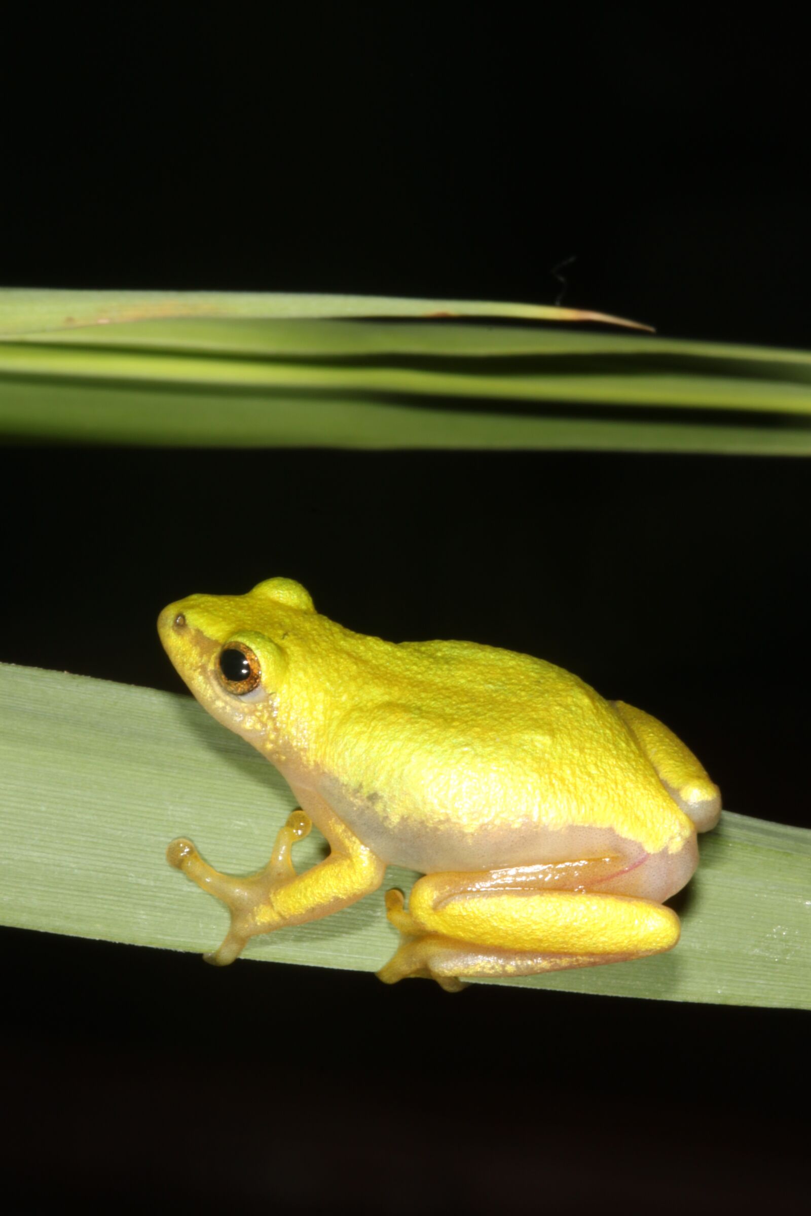 Canon EOS 500D (EOS Rebel T1i / EOS Kiss X3) sample photo. Frog, durban, south africa photography