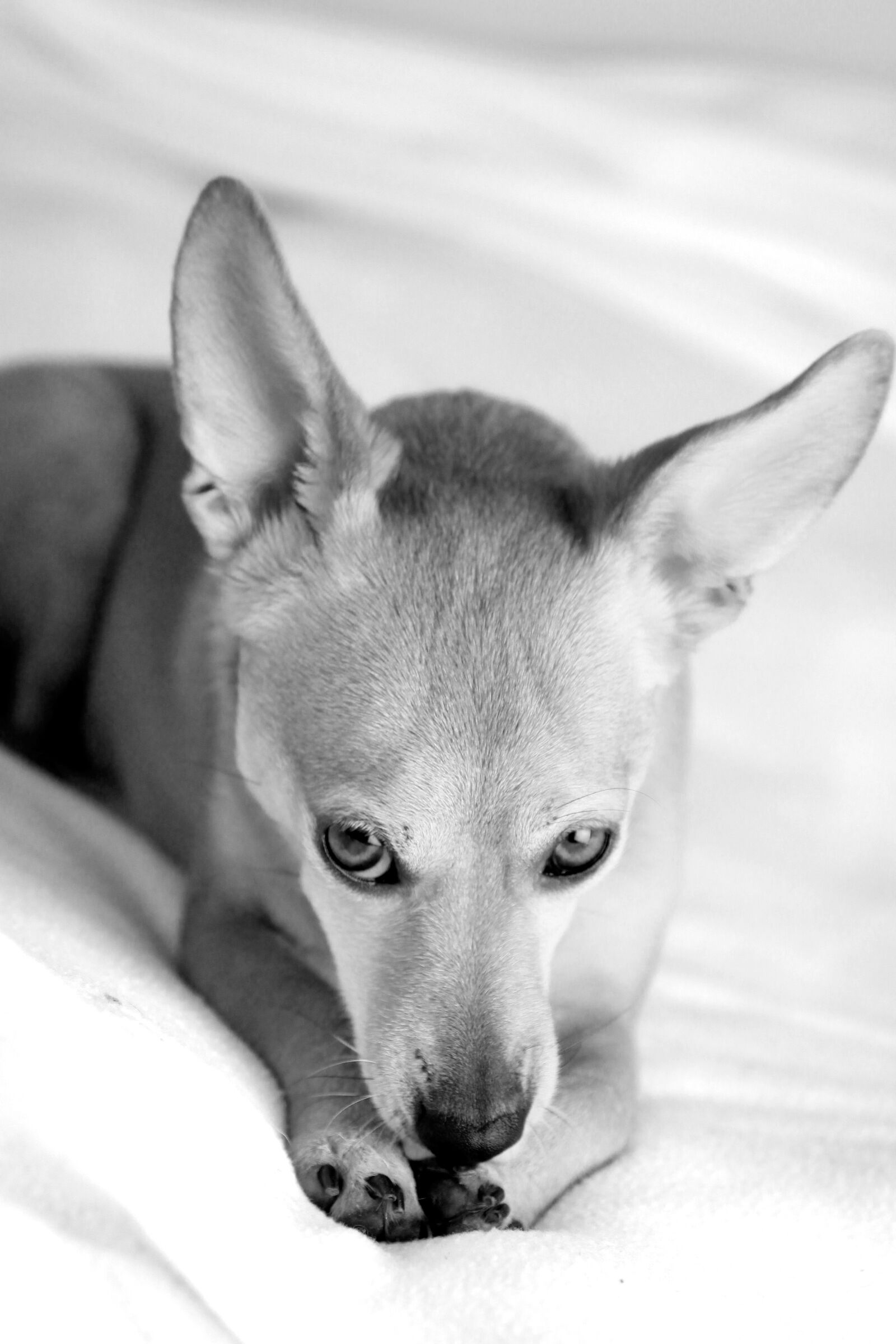 Canon EOS 60D sample photo. Eb, dog, animal photography