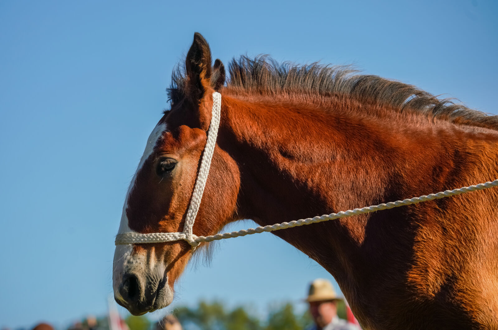 Sony a7R III sample photo. Horse portrait photography