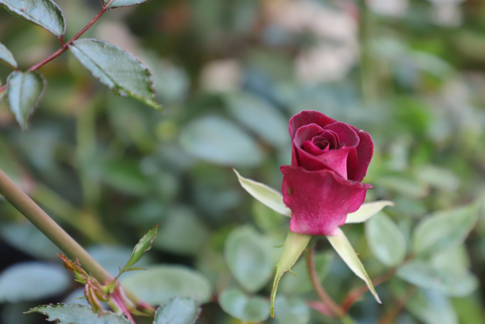 Canon EOS 6D Mark II sample photo. Flower, rose, fresh photography