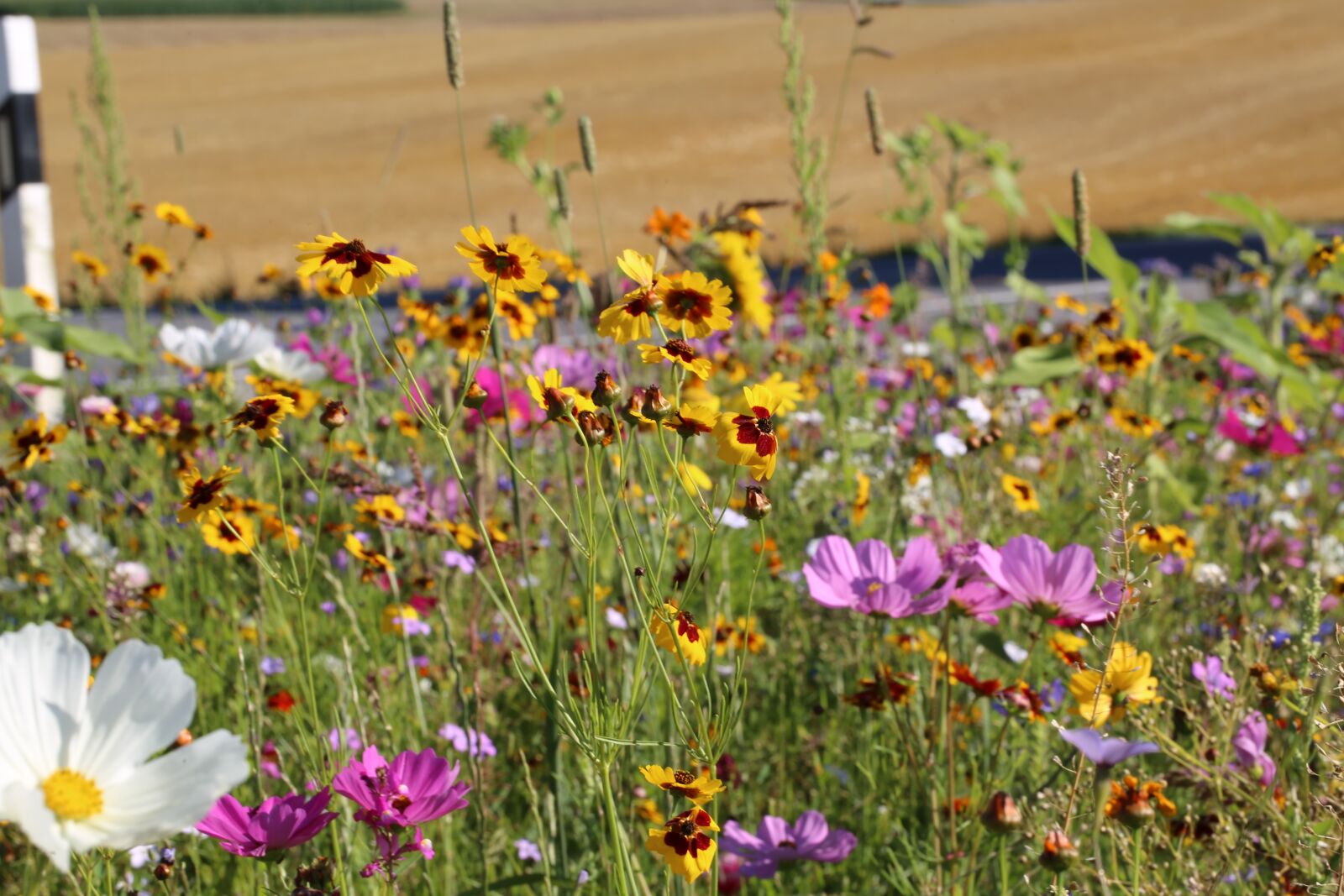 Canon EF 100mm F2.8L Macro IS USM sample photo. Flower meadow, flowers, meadow photography