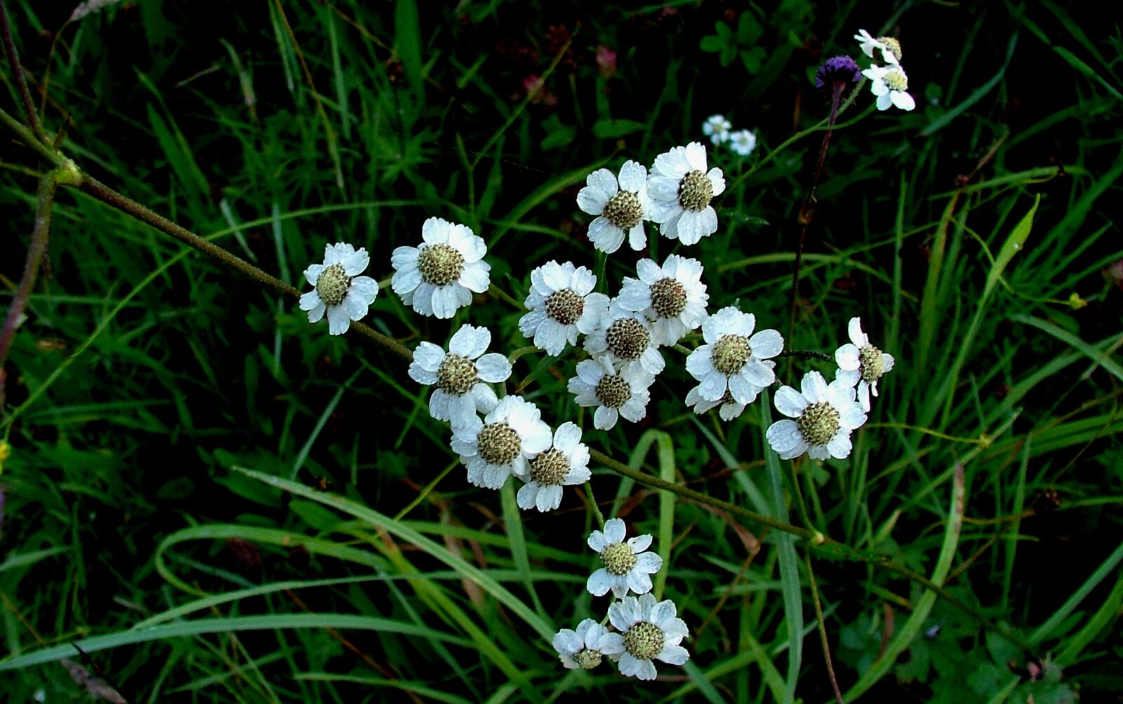 Fujifilm FinePix S5000 sample photo. Flowers, white, plant photography