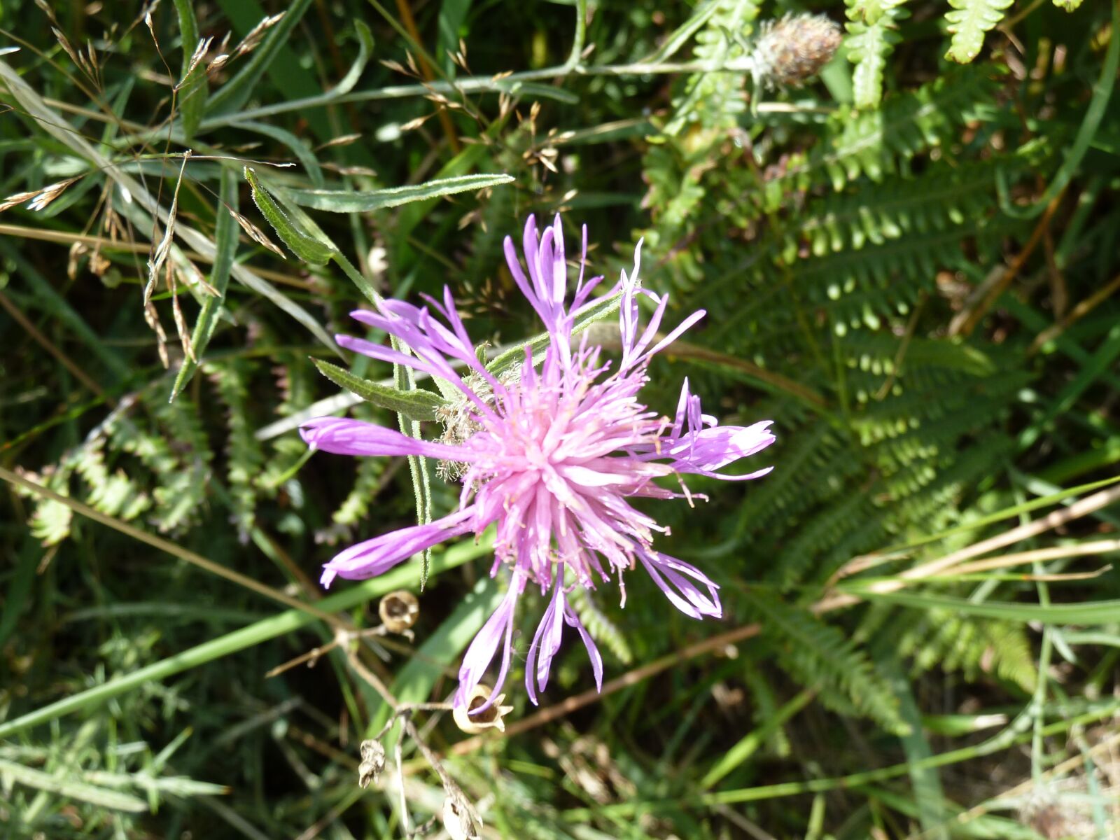 Panasonic Lumix DMC-ZS7 (Lumix DMC-TZ10) sample photo. Flowers, green, nature photography