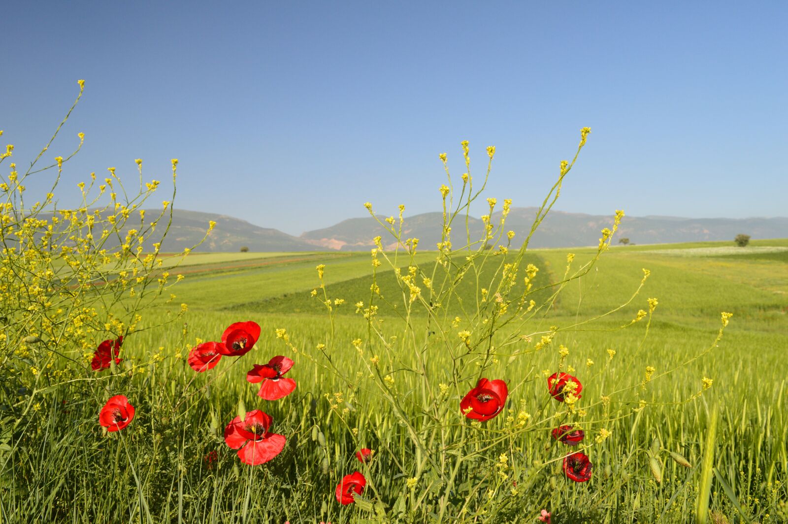 Nikon D3200 sample photo. Gelincik, papaver, rhoeas photography