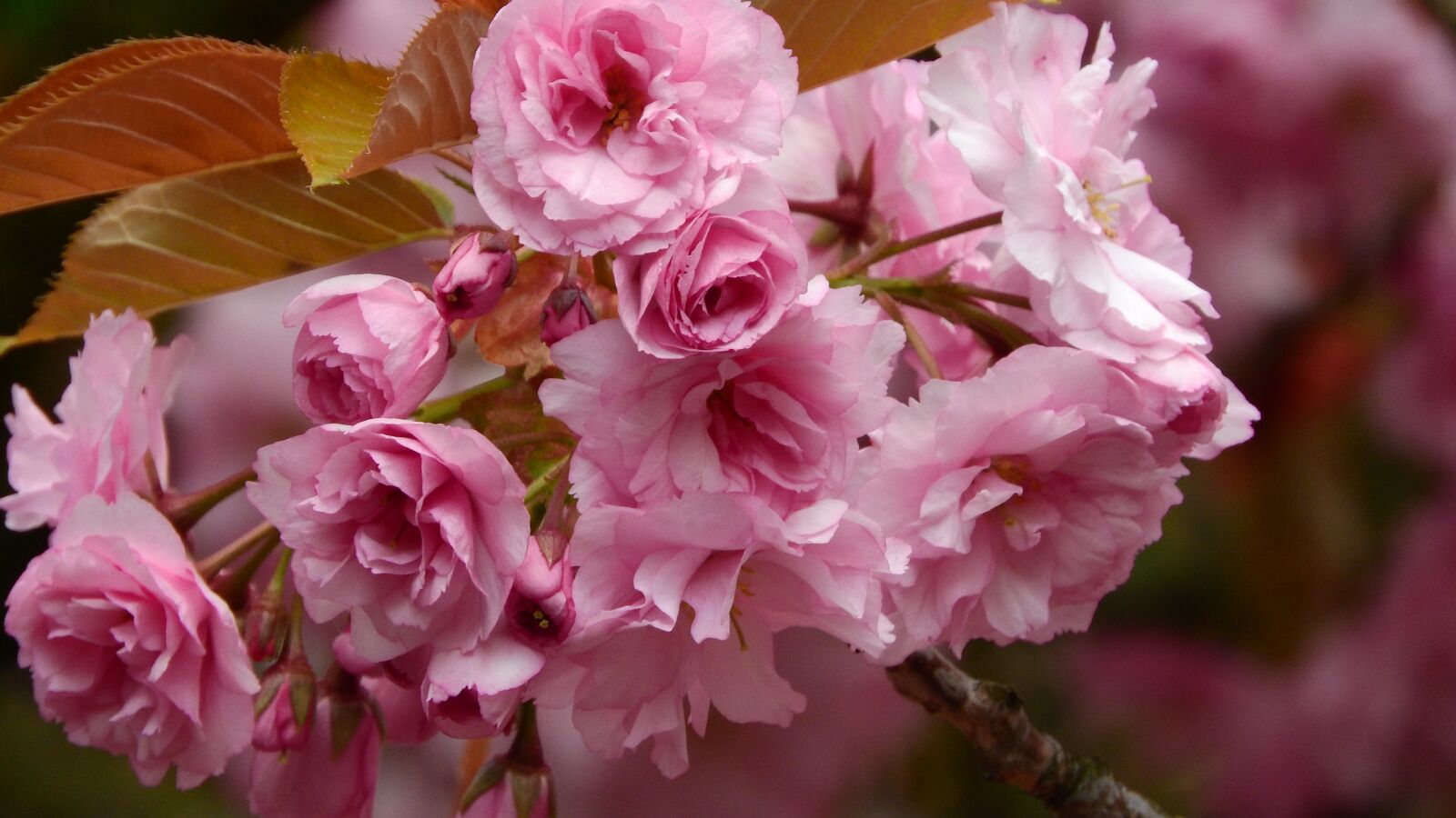 Nikon Coolpix P610 sample photo. Sakura, cherry, an ornamental photography