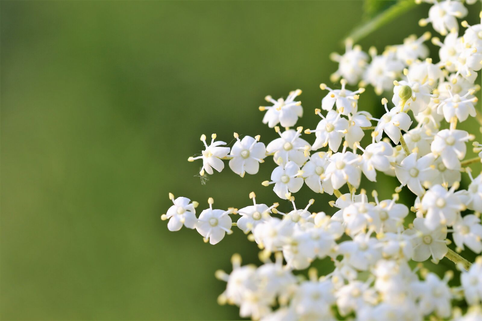 Canon EOS 6D + Canon EF 100mm F2.8 Macro USM sample photo. Elder flower, sambucus nigra photography