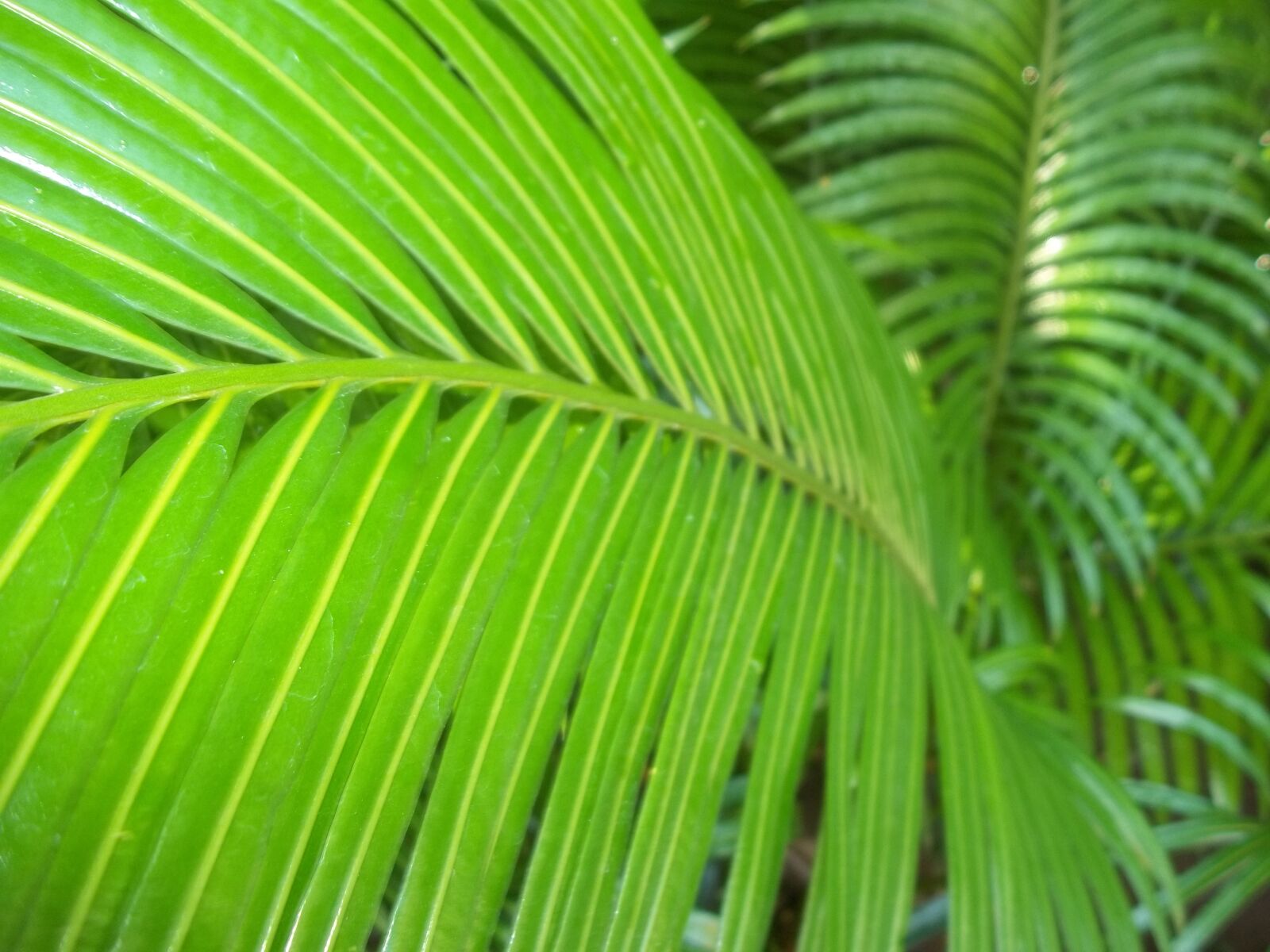 Kodak EASYSHARE C183 DIGITAL CAMERA sample photo. Coconut, green, tropical photography