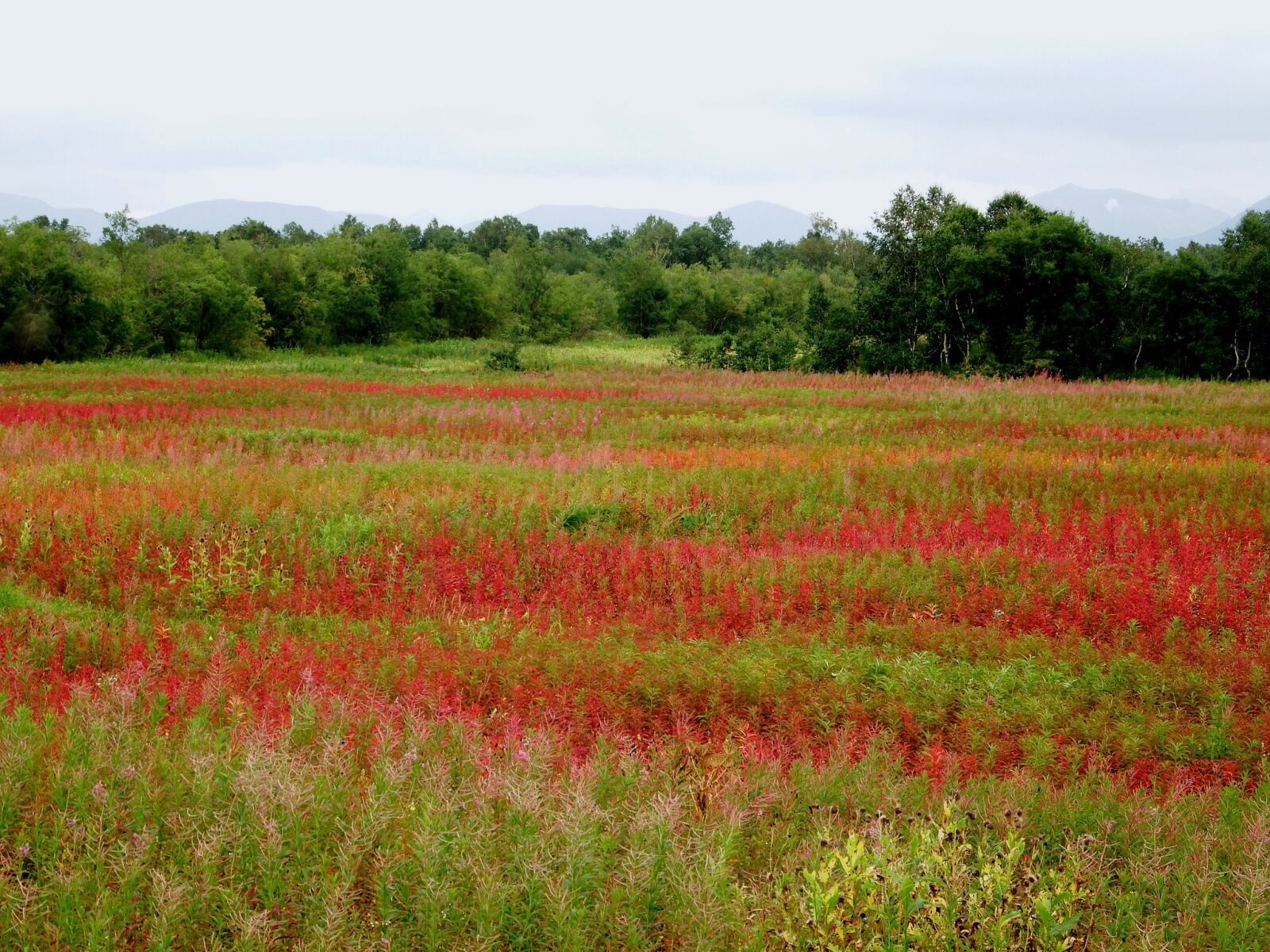 Fujifilm FinePix S1 sample photo. Autumn, forest, fireweed photography