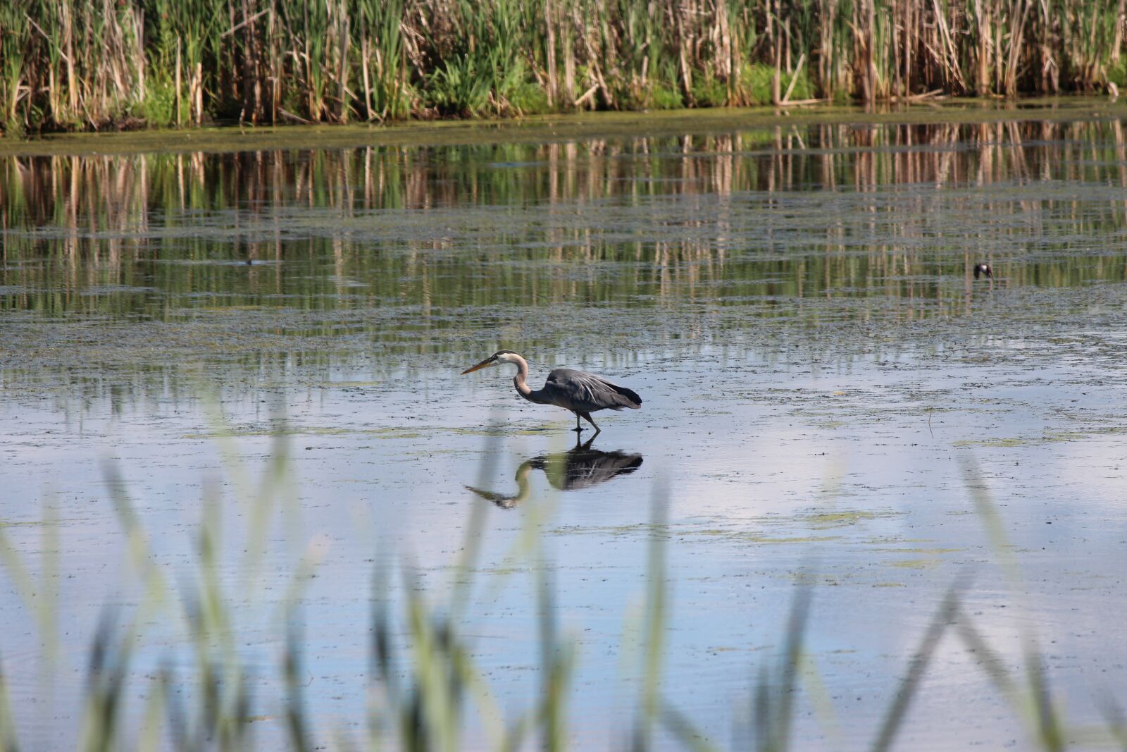 Canon EOS 700D (EOS Rebel T5i / EOS Kiss X7i) sample photo. Blue heron, water reflection photography