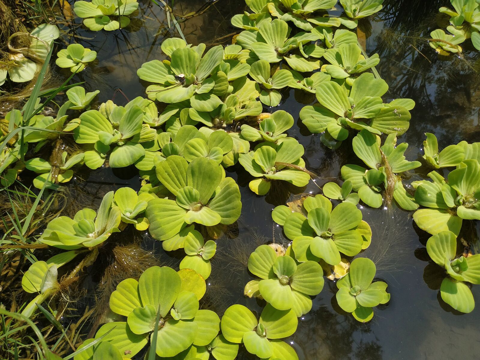 Xiaomi Redmi Note 6 Pro sample photo. Grass, closeup, natural photography