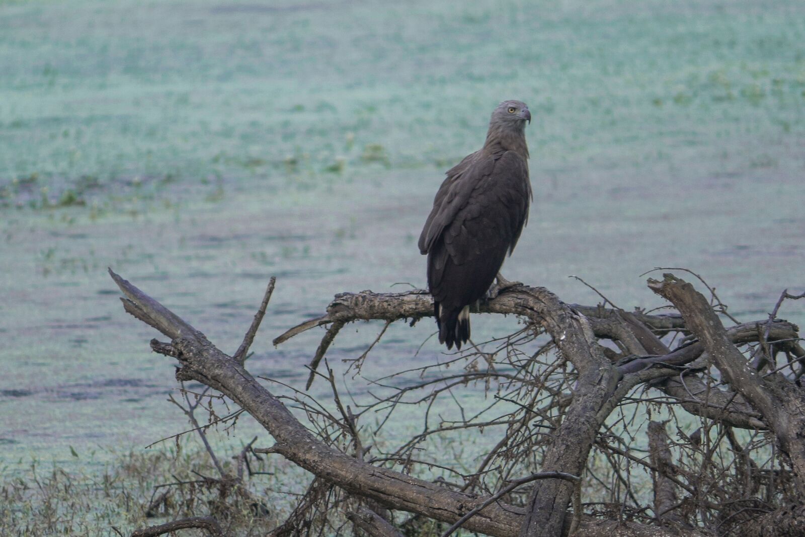 Canon EOS 700D (EOS Rebel T5i / EOS Kiss X7i) sample photo. Bird, wildlife, nature photography
