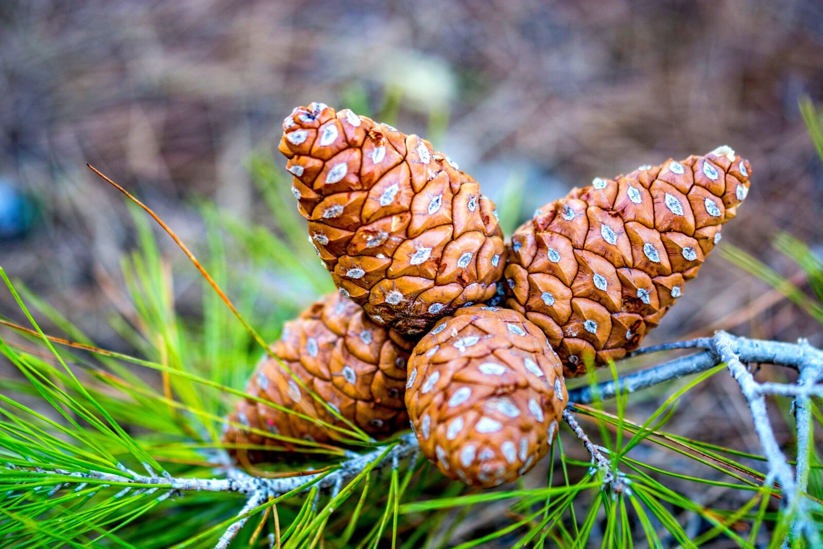 Nikon D7100 sample photo. Pinecone, pine, nature photography