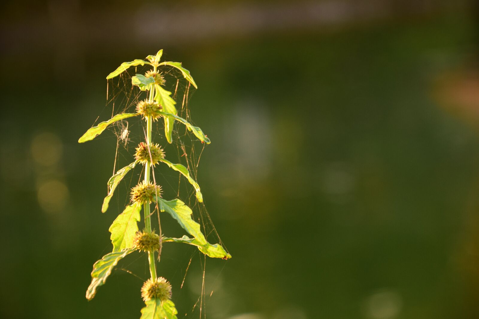 Nikon D3300 sample photo. Branch, weed, plant photography