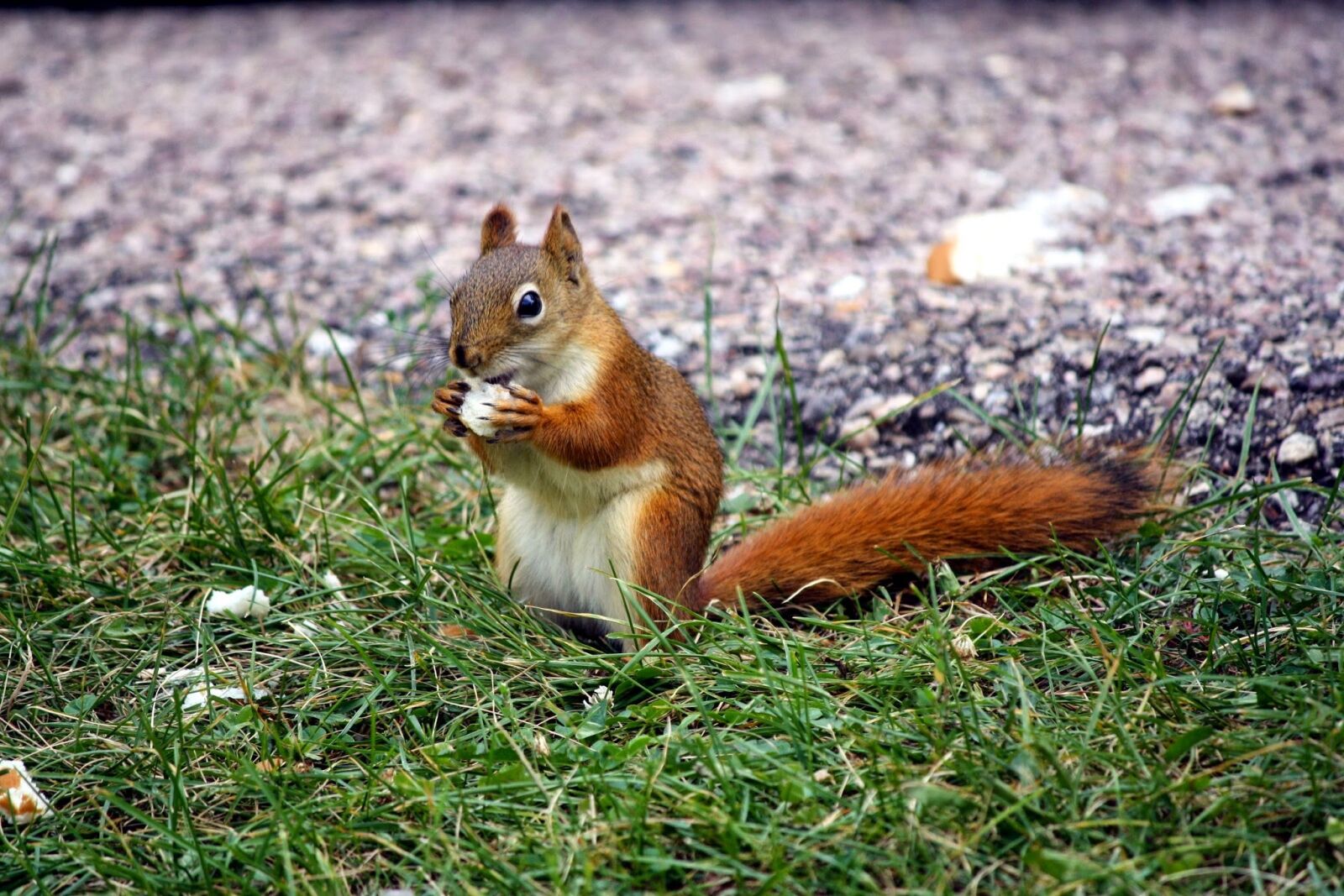 Canon EOS 1000D (EOS Digital Rebel XS / EOS Kiss F) sample photo. Mammal, nature, wildlife photography