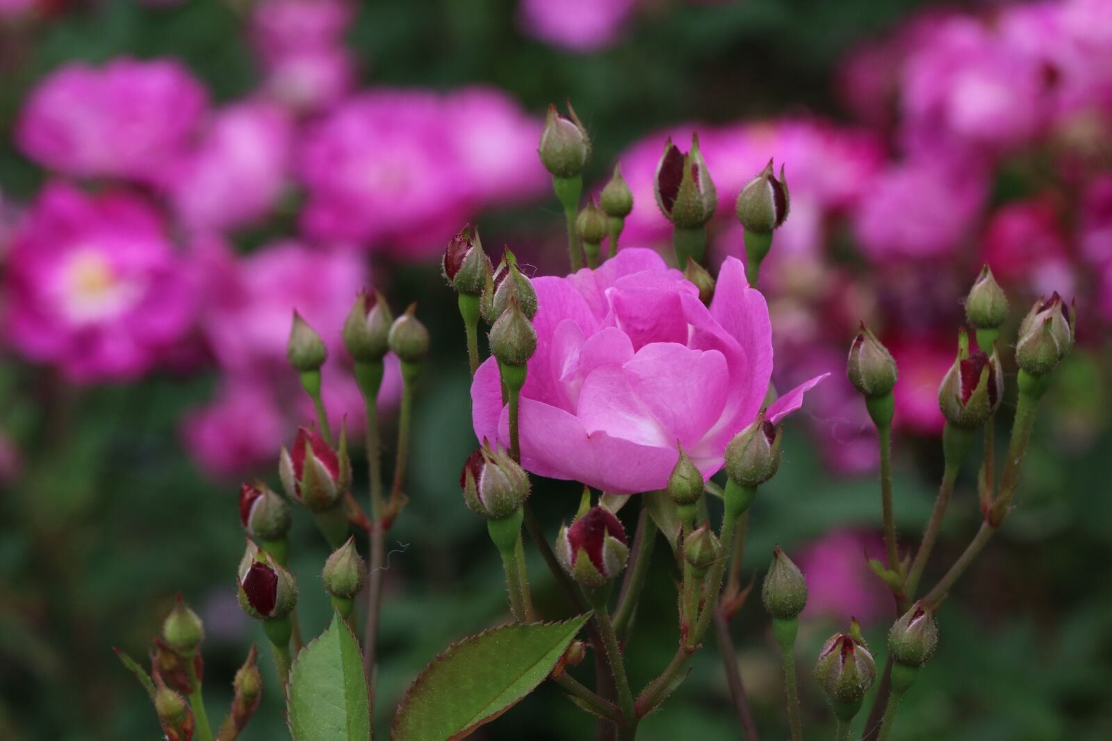 Canon EOS 750D (EOS Rebel T6i / EOS Kiss X8i) sample photo. Rose, rose festival, garden photography