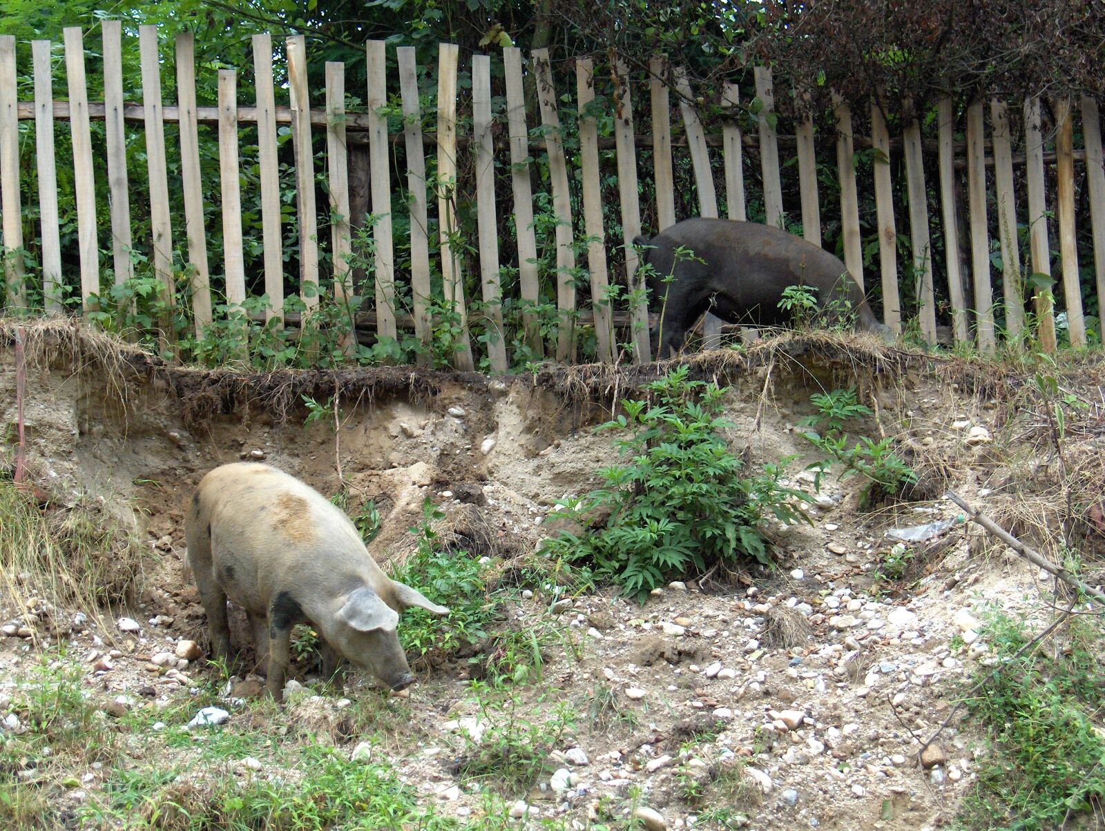 HP PHOTOSMART R717 (V01.00) sample photo. Pigs, village, fence photography