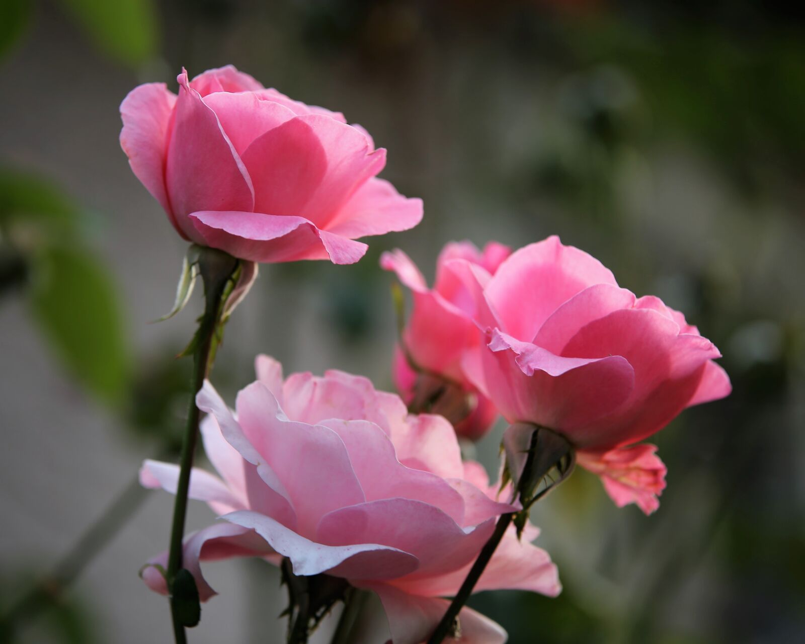 Tamron 70-210mm F4 Di VC USD sample photo. Papillon roses, pink roses photography
