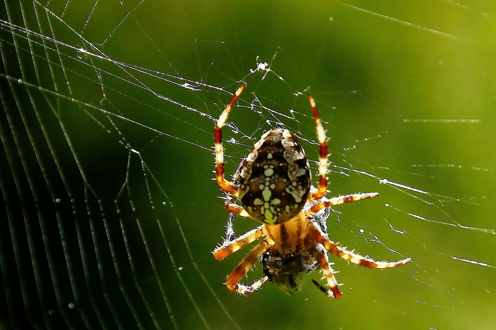 Canon EOS 500D (EOS Rebel T1i / EOS Kiss X3) sample photo. Spider, araneus, spider webs photography