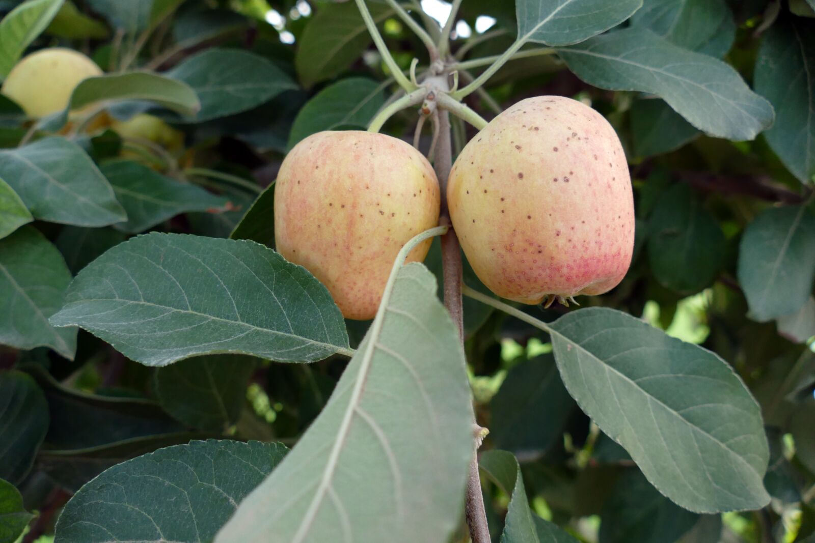 Panasonic Lumix DMC-FZ1000 sample photo. Apple tree, apple, red photography
