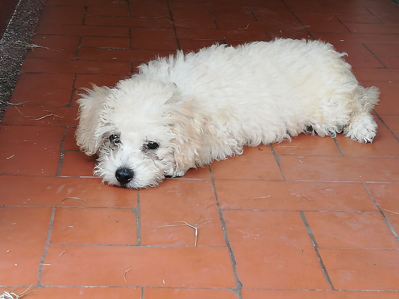 HUAWEI P20 lite sample photo. Dog, pretty, cachorro photography