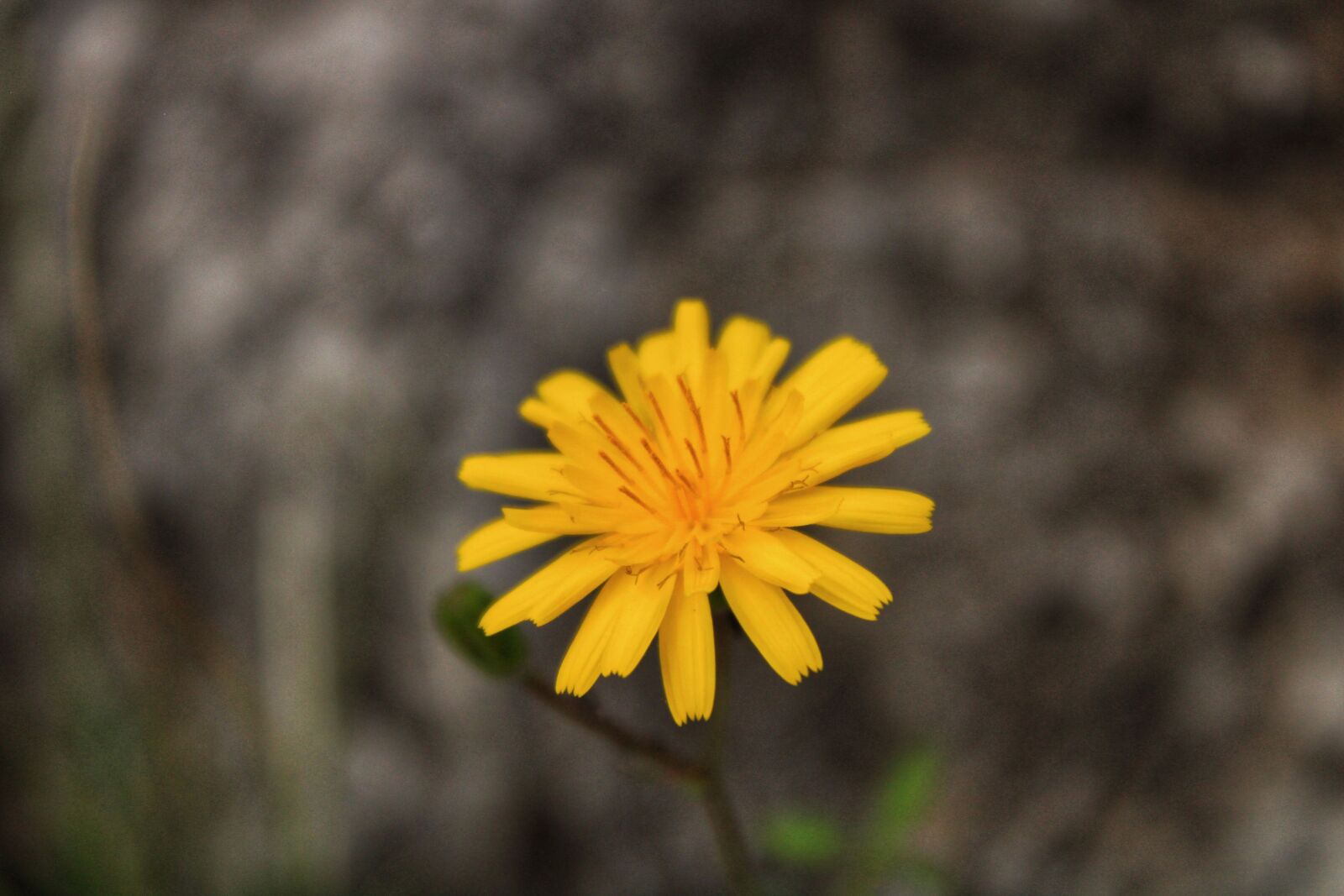 Canon EOS 2000D (EOS Rebel T7 / EOS Kiss X90 / EOS 1500D) sample photo. Nature, flower, yellow photography