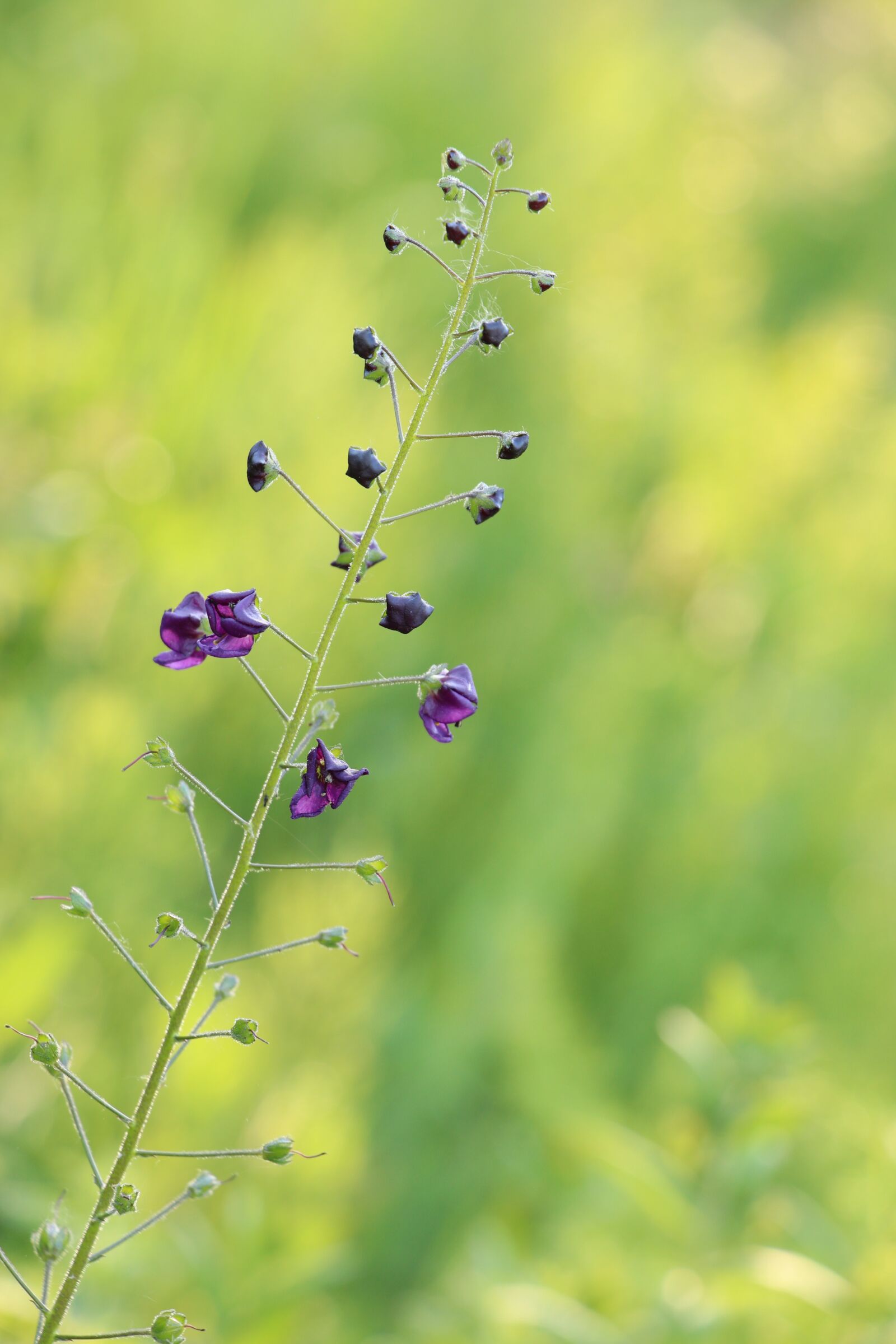 Canon EF-S 18-135mm F3.5-5.6 IS USM sample photo. Mini flowers, stengel, small photography