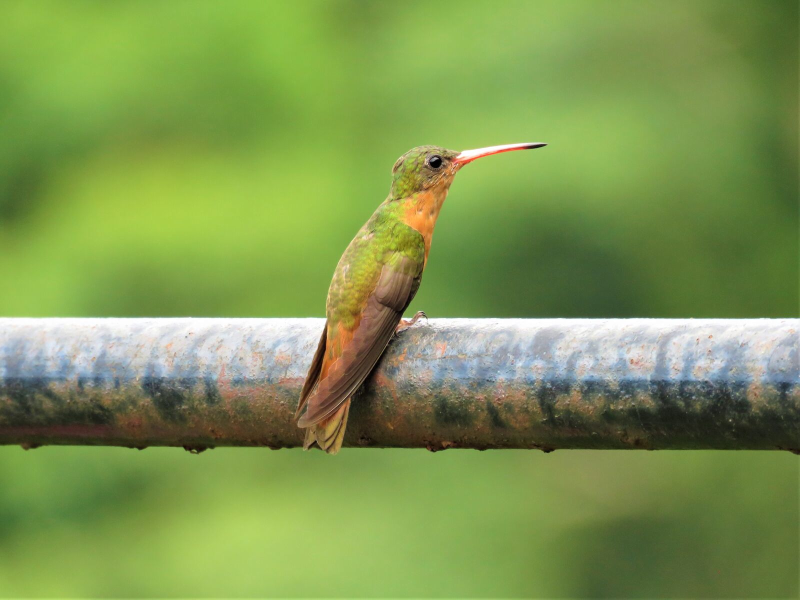 Canon PowerShot SX60 HS sample photo. Hummingbird, bird, birding photography