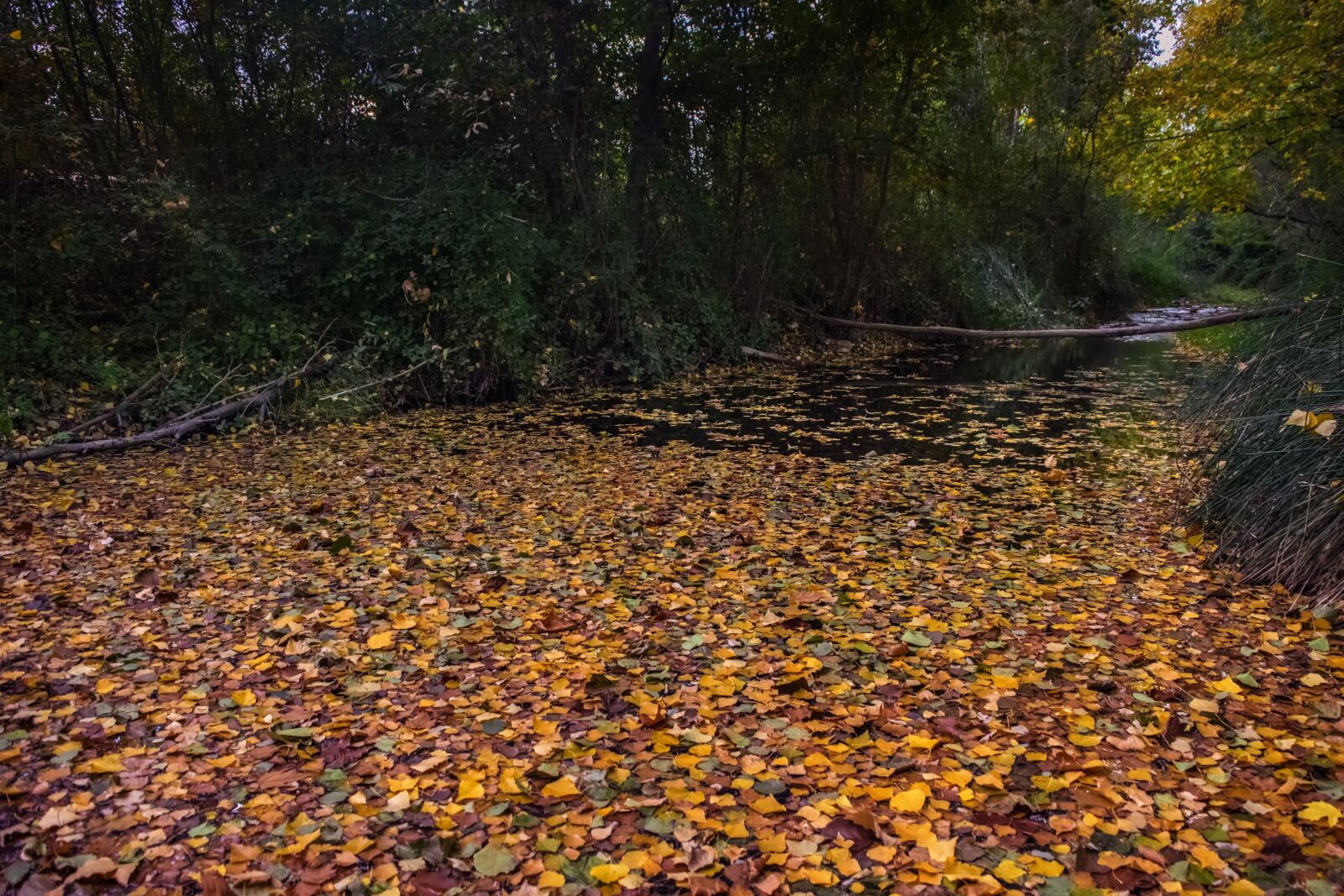 Nikon D3300 sample photo. Autumn, brook, leaves photography