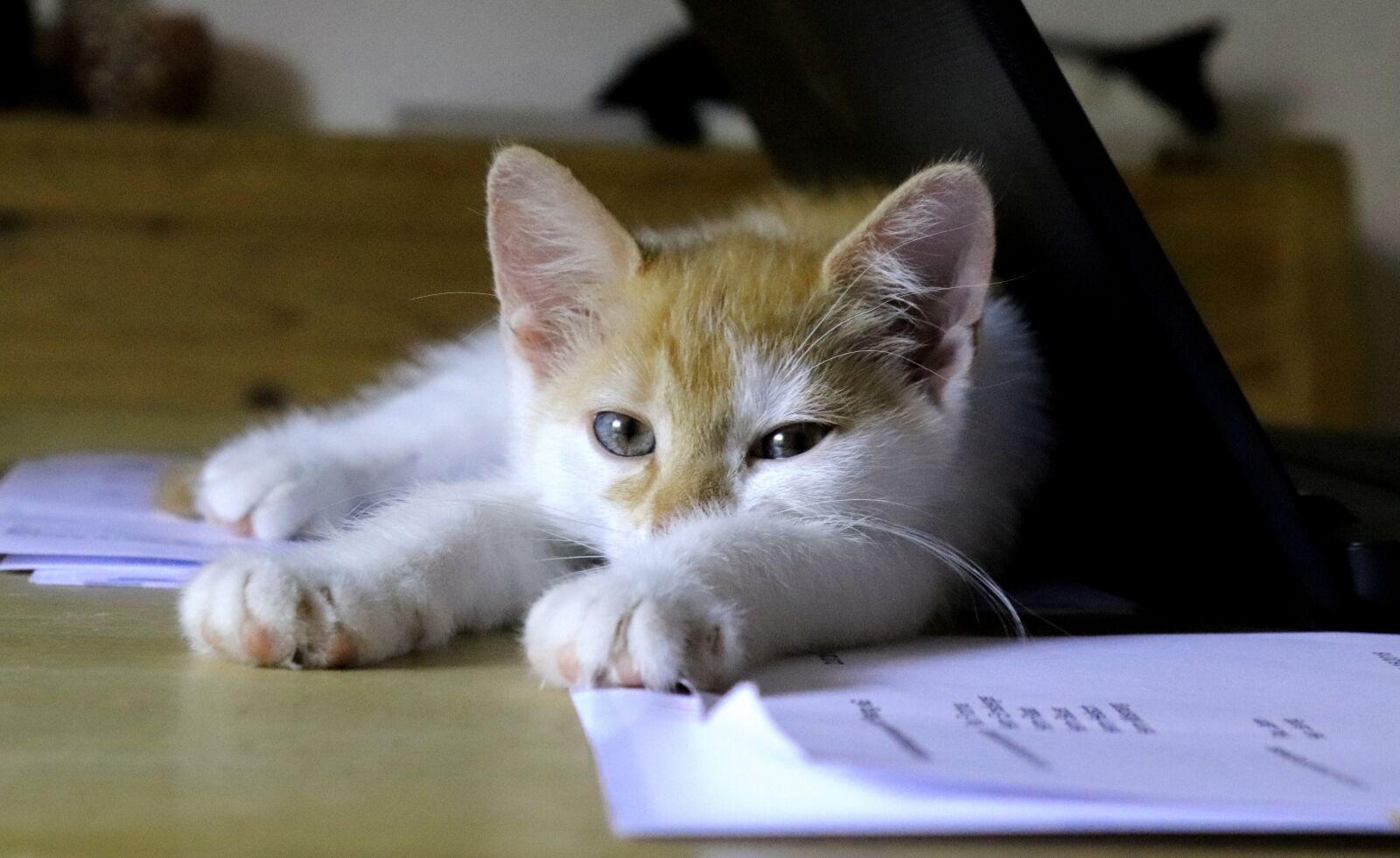Canon EOS 200D (EOS Rebel SL2 / EOS Kiss X9) sample photo. Cat, sleep, office photography