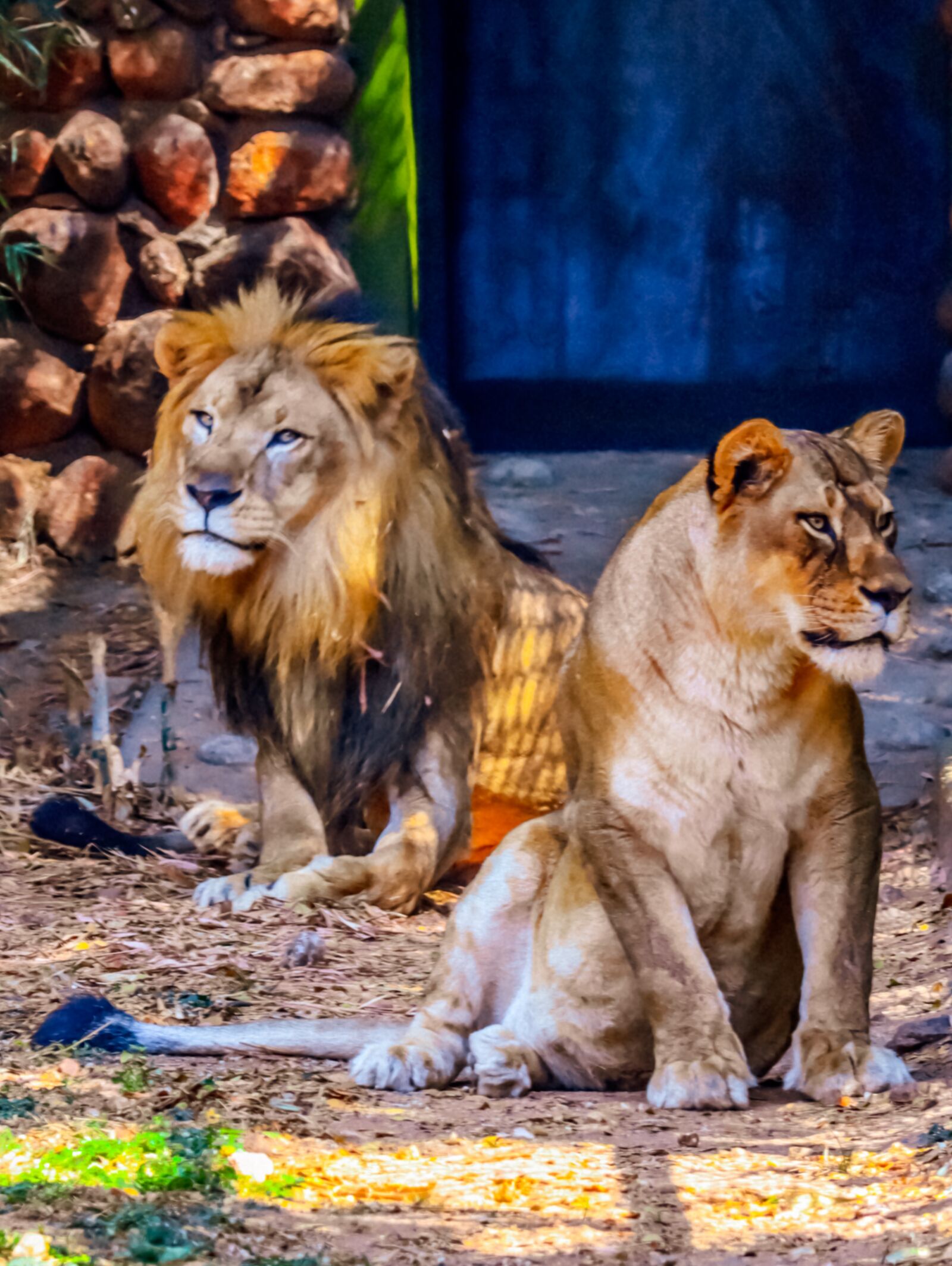 Canon EOS 90D sample photo. Lion, lioness, lion's couple photography